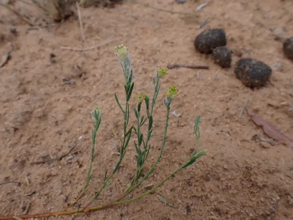 Pimelea Trichostachya
