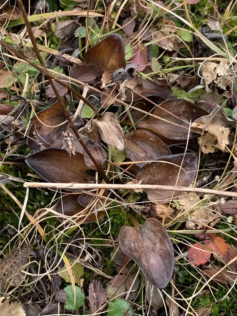 Fen Grass-of-parnassus