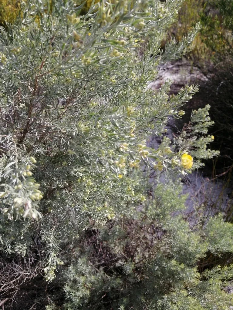 Wrinkly Capegorse