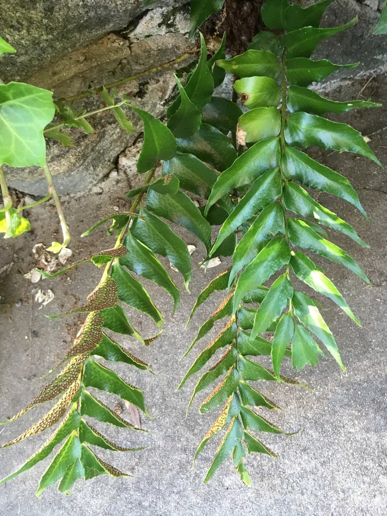 Japanese Holly Fern