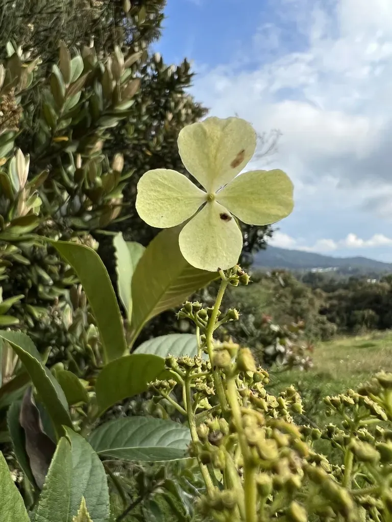 Hydrangea Peruviana