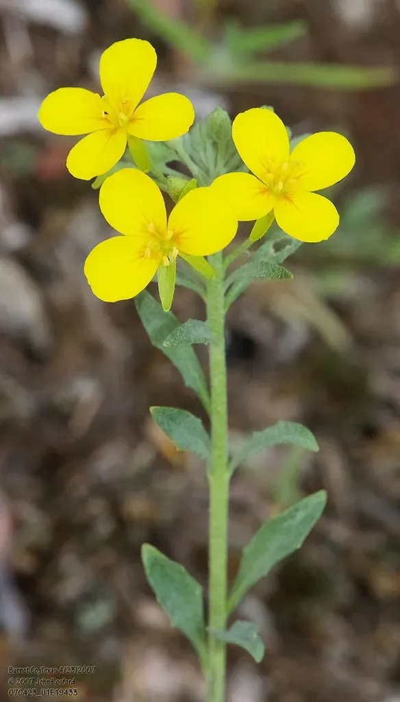 Spreading Bladderpod