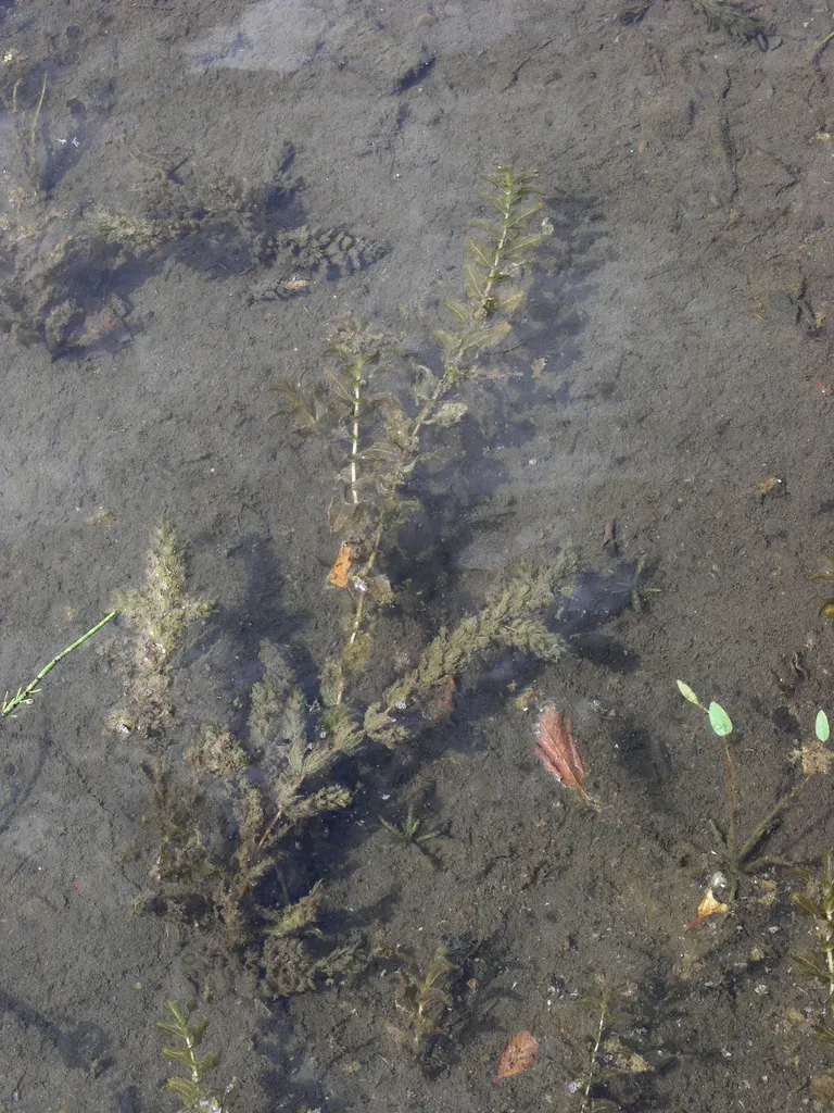 Claspingleaf Pondweed