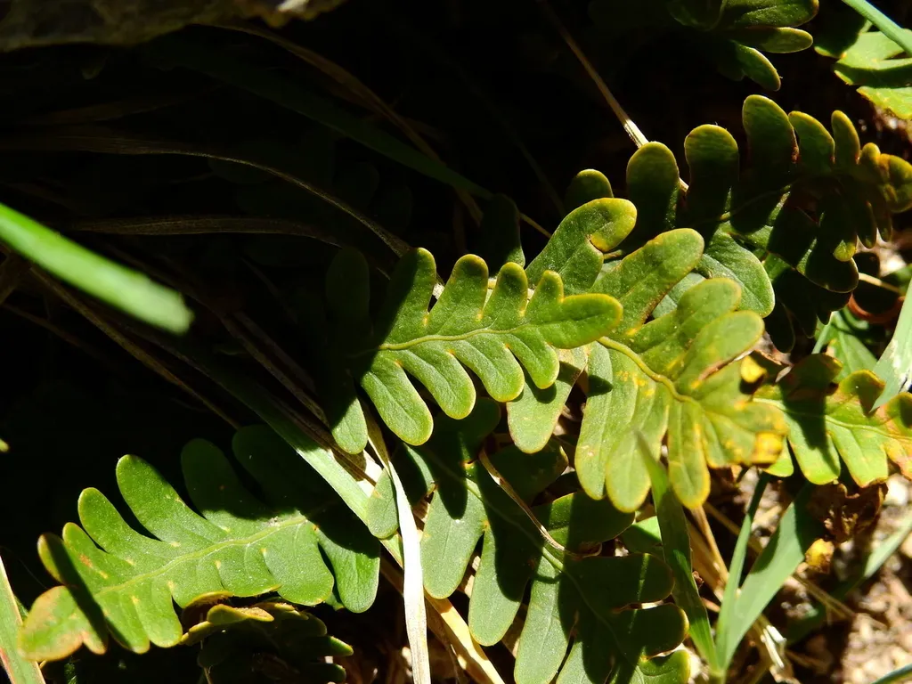 Pleopeltis Pinnatifida