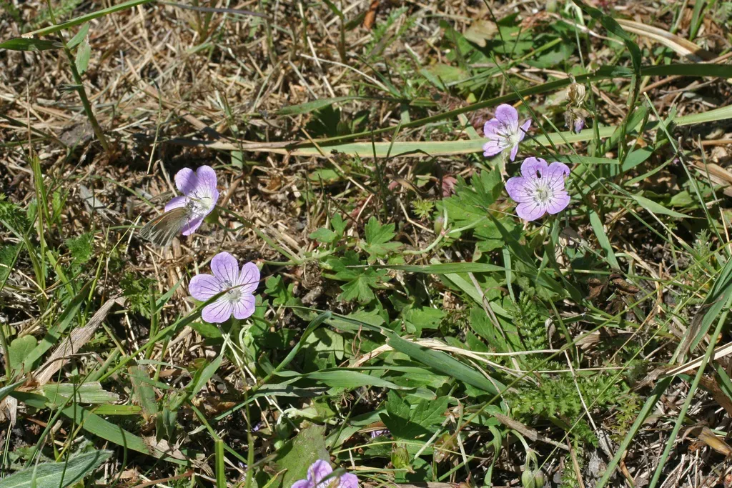 Mountain Cranesbill