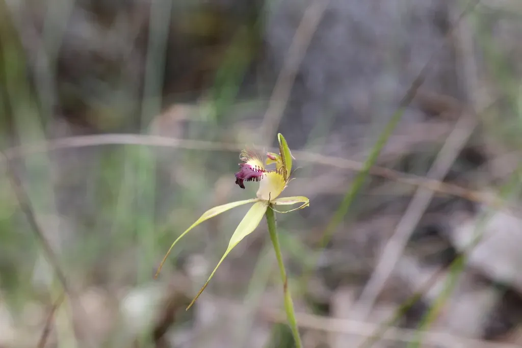 Karri Spider Orchid