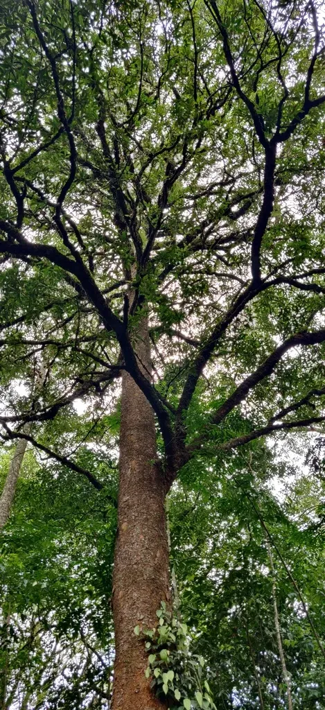 Poeciloneuron Indicum