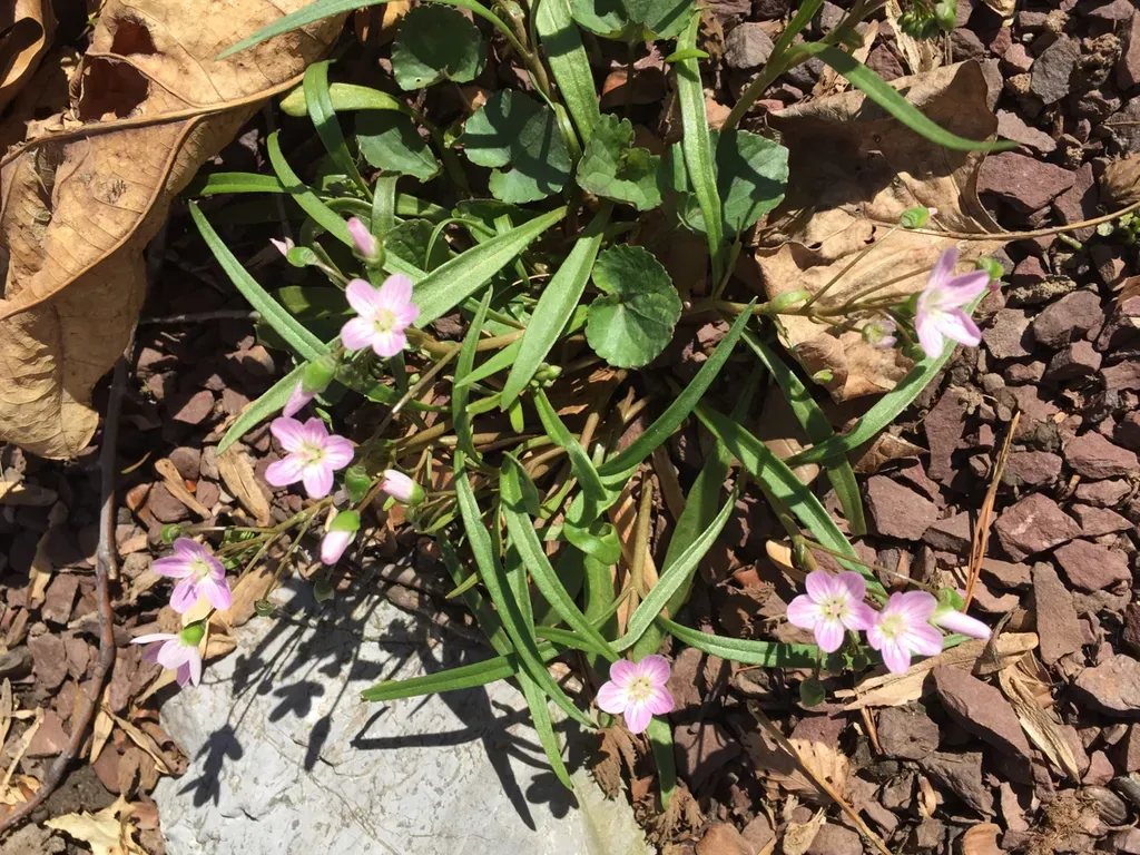 Virginia Springbeauty