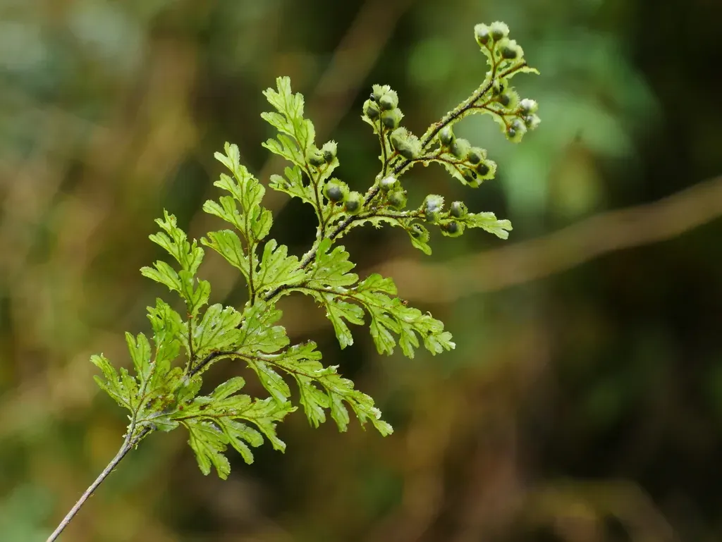 Hymenophyllum Okadae