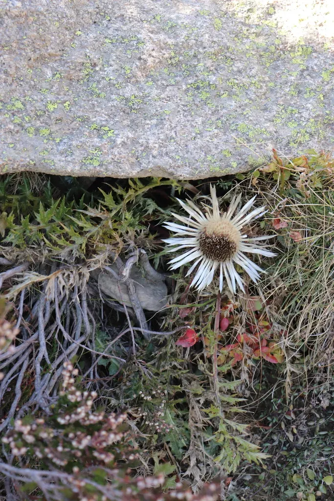 Spiny Carline Thistle