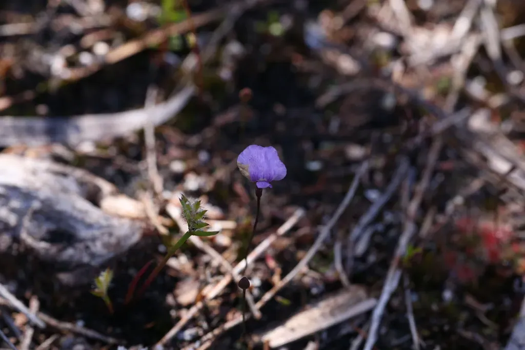 Utricularia Simplex