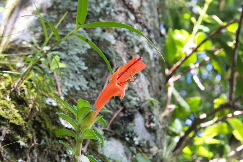 Columnea Glabra