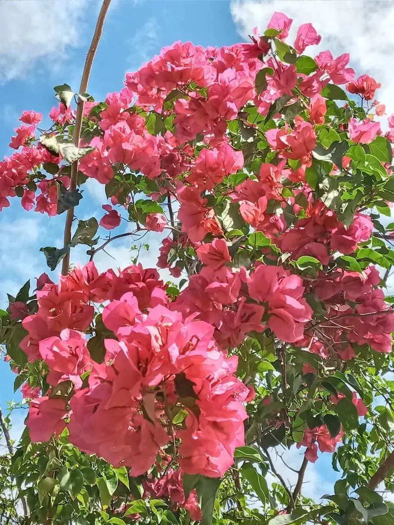 Garden Bougainvillea