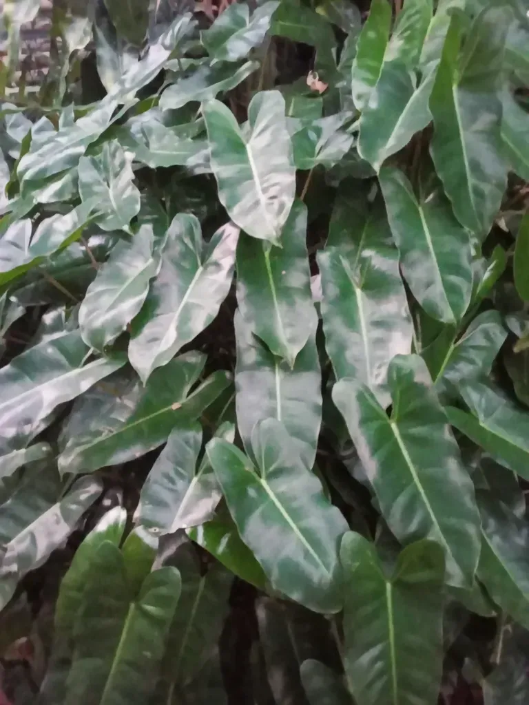 Philodendron Burle-marxii