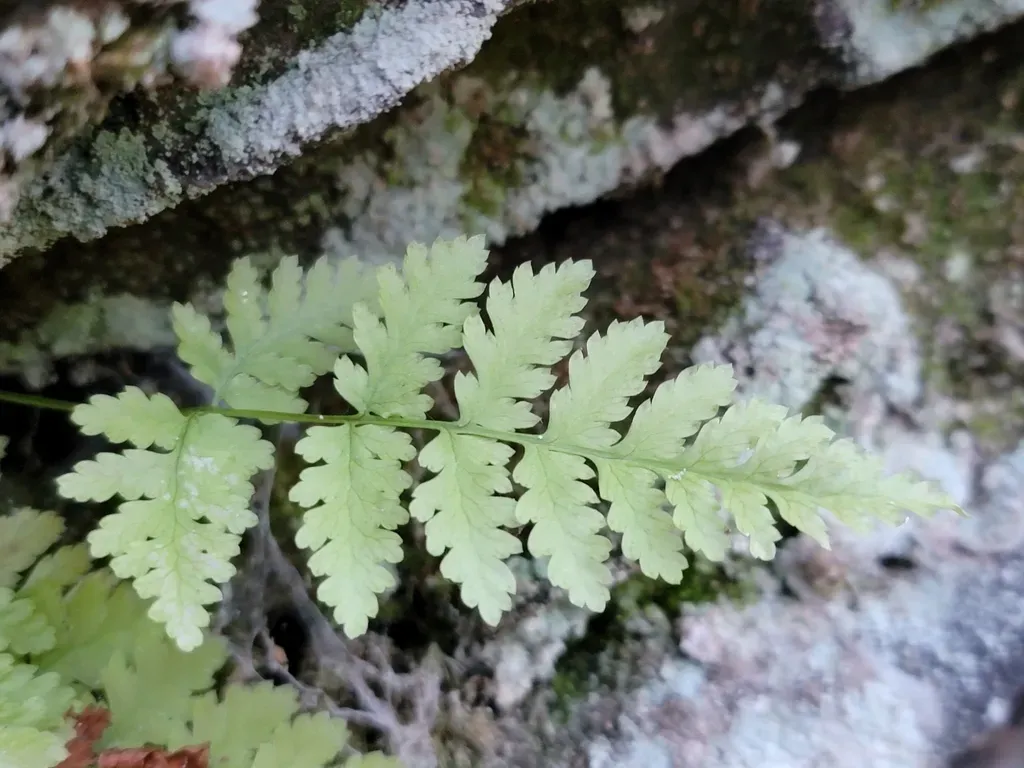 Mackay's Fragile Fern