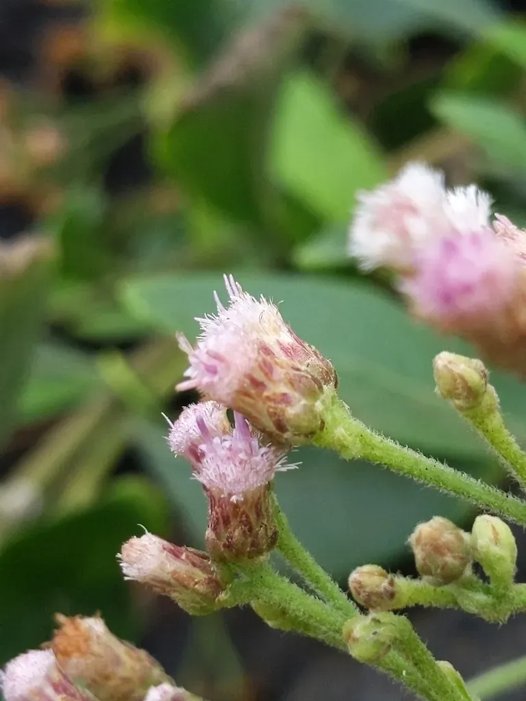 Fosberg's Marsh Fleabane