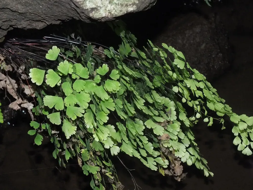 Delta Maidenhair Fern