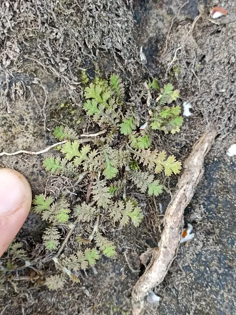 Delicate Button Daisy