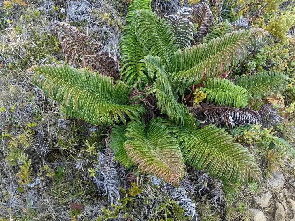 Amaumau Fern