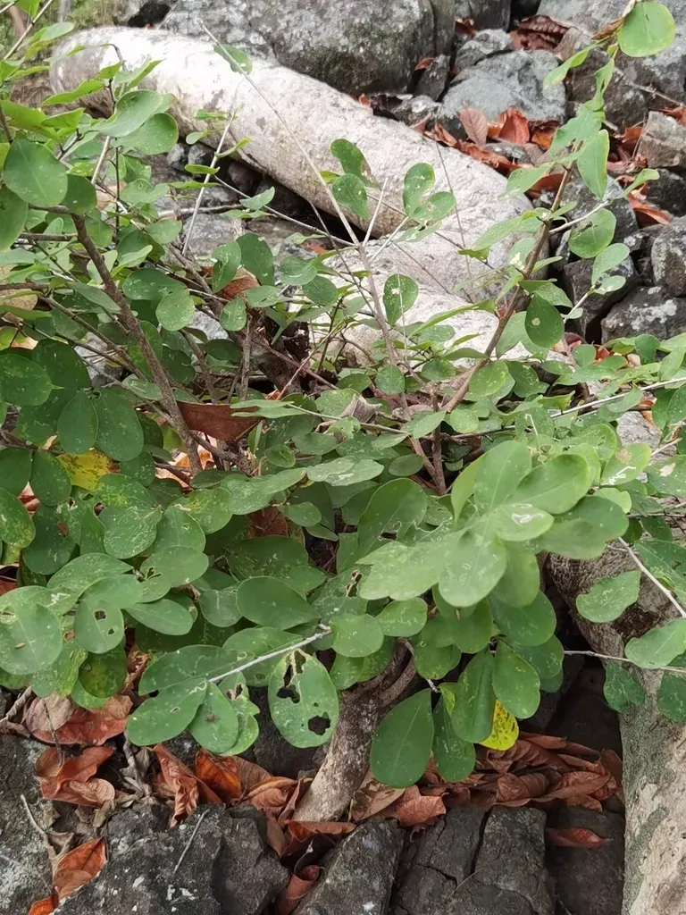 Erythroxylum Havanense