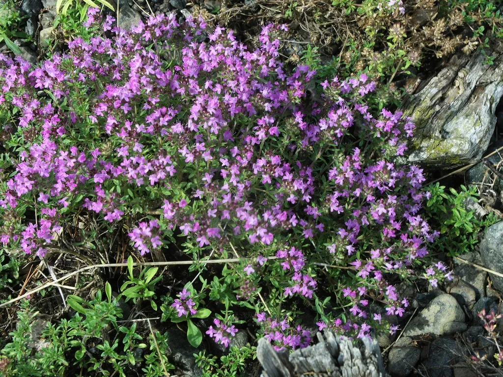 Thymus Guberlinensis