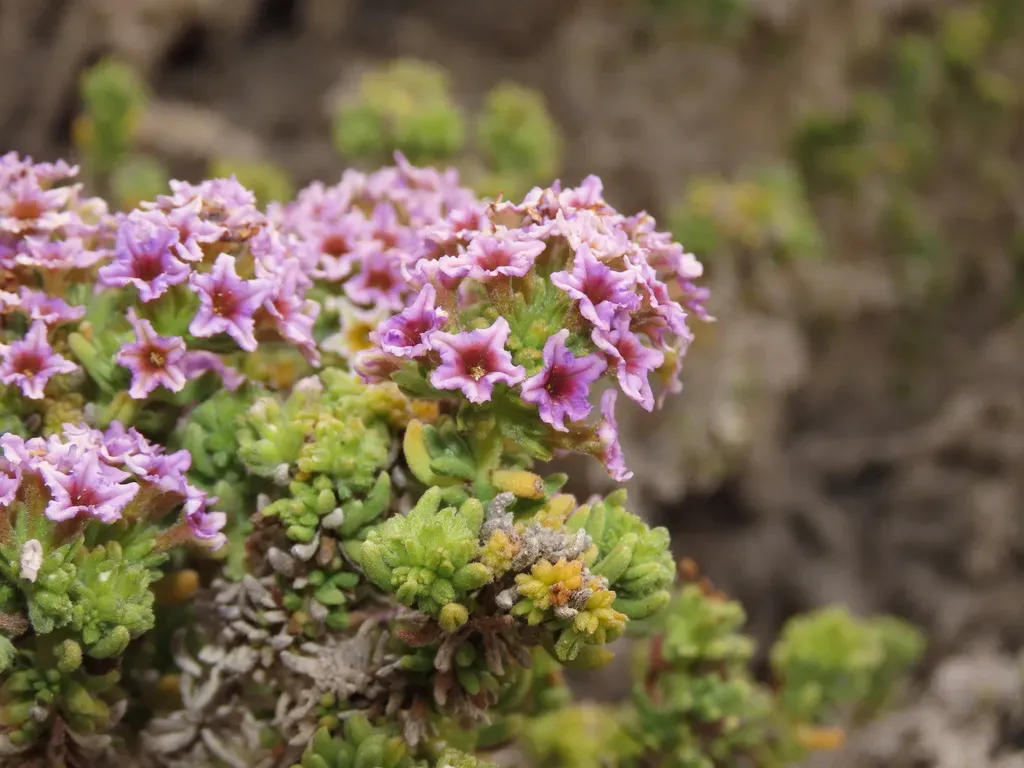 Heliotropium Pycnophyllum