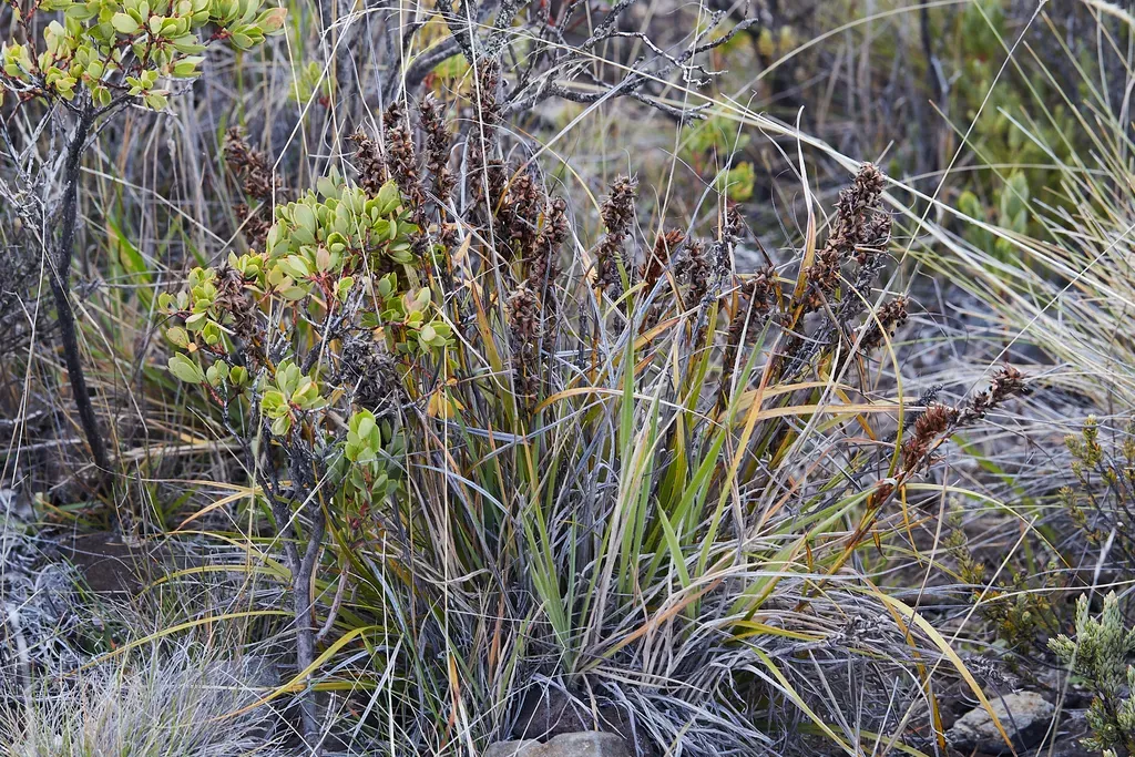 Gaudichaud's Sawsedge