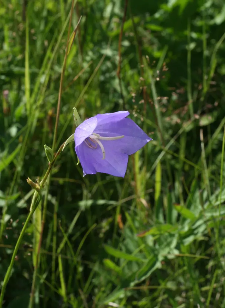 Peach-leaved Bellflower