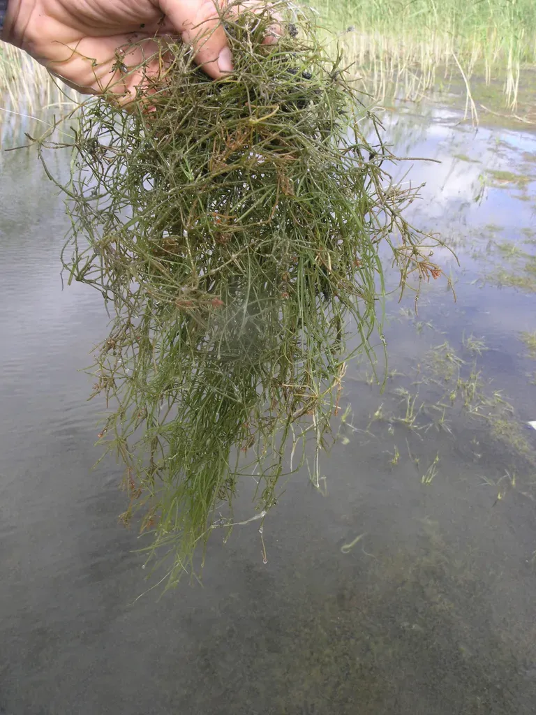 Starry Stonewort