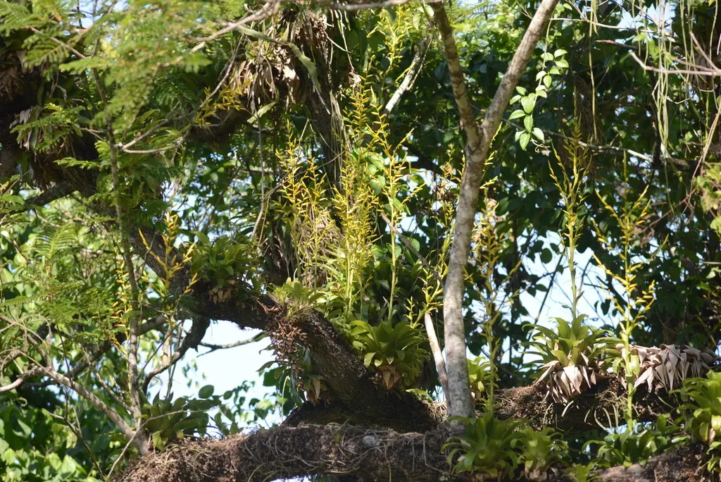 Vriesea Rubroviridis