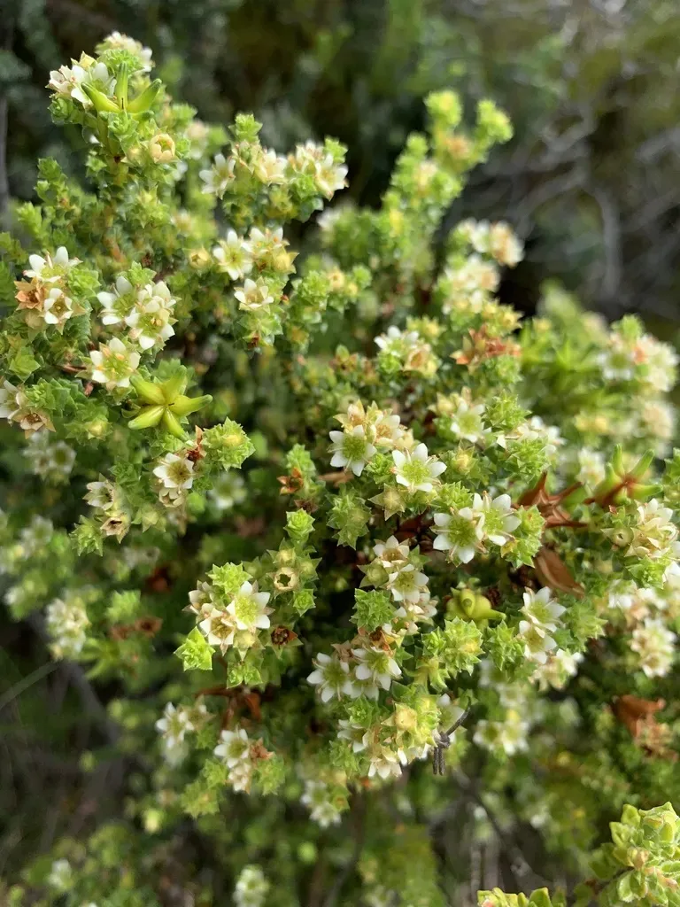 Spiny Bitterbuchu