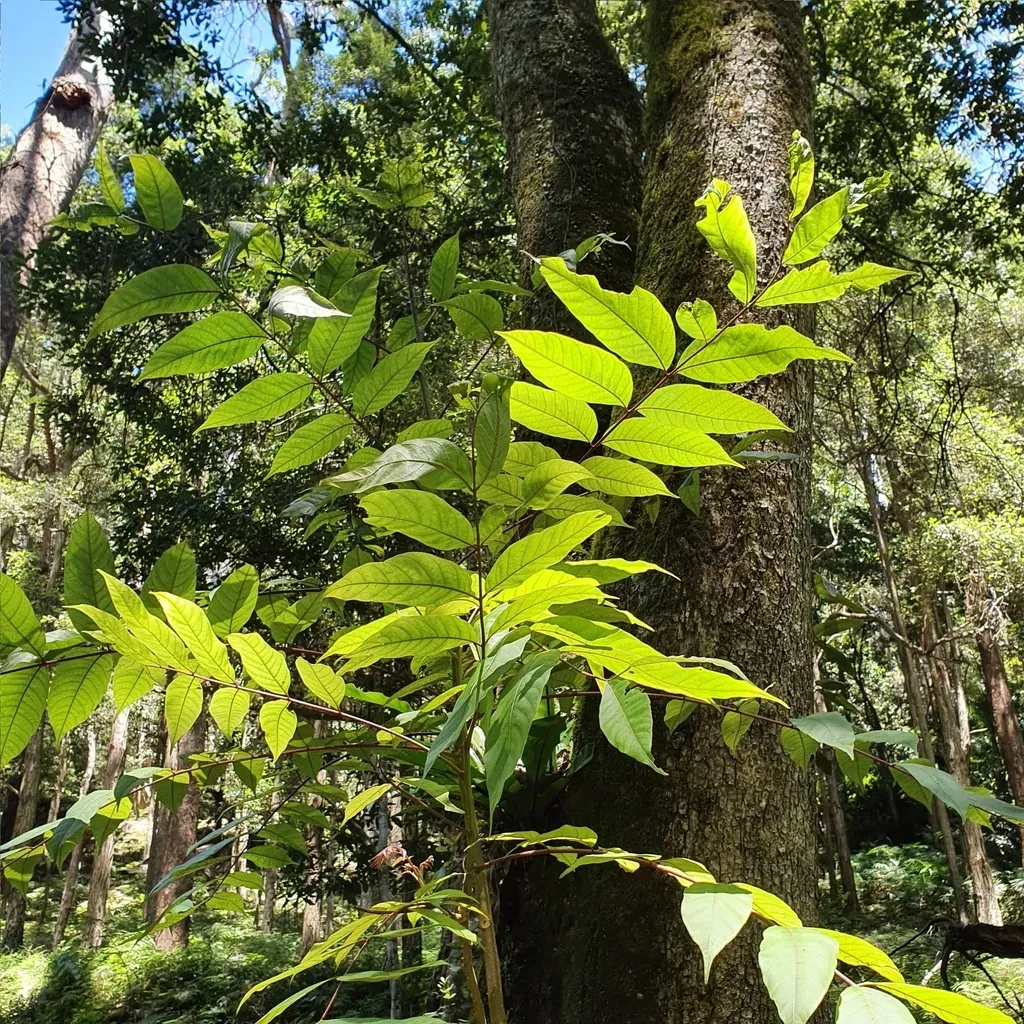 Australian Red Cedar