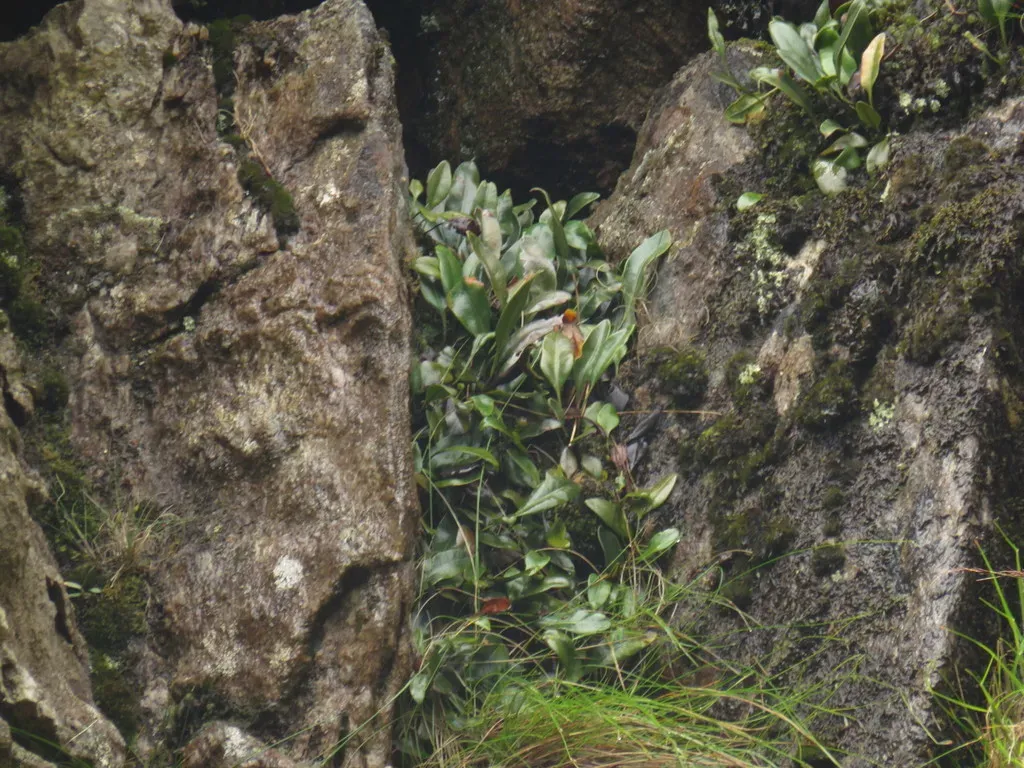 Elaphoglossum Conforme