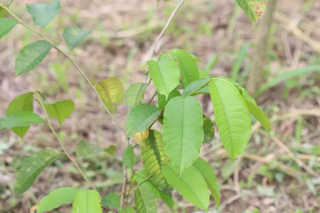 Chrysophyllum Argenteum