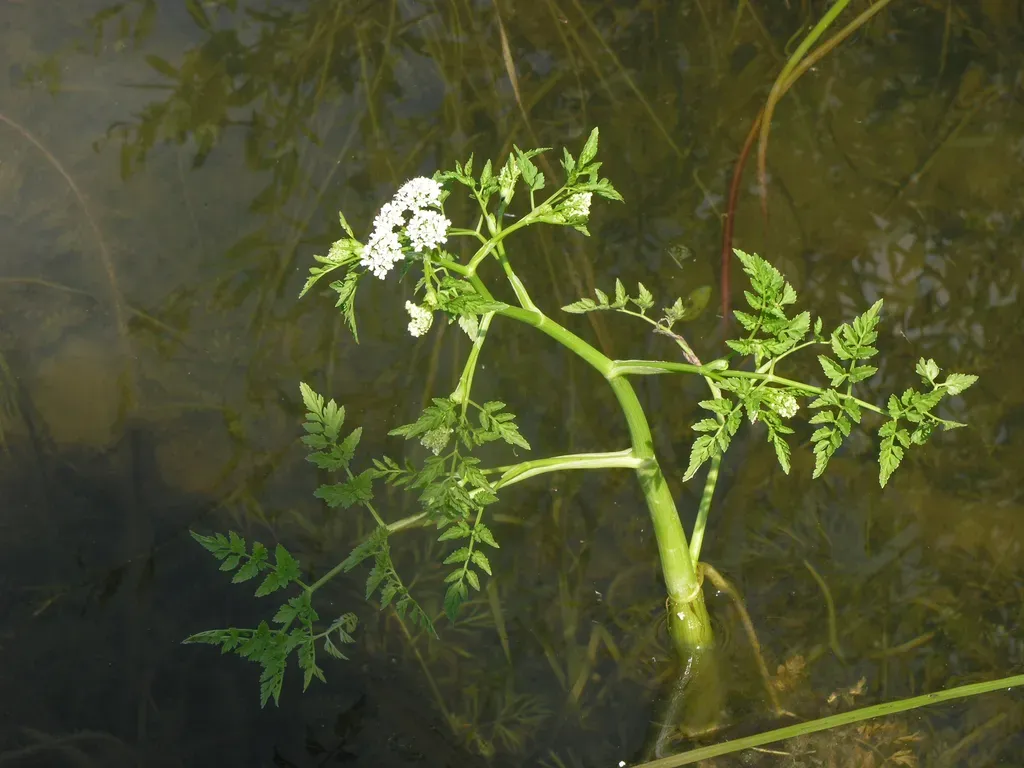 Fine-leaved Water-dropwort
