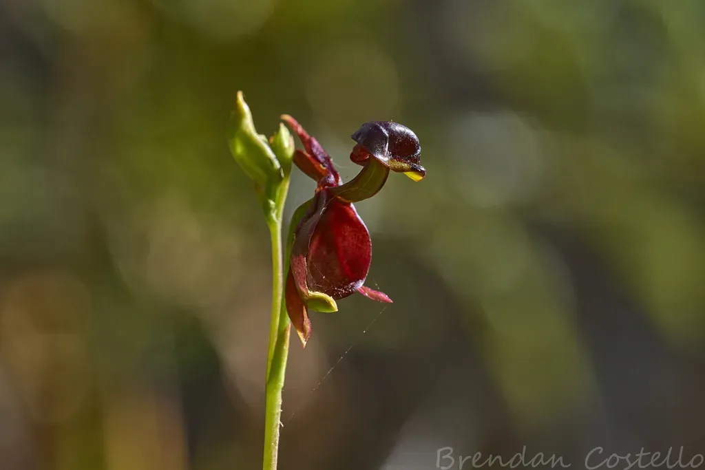 Flying Duck Orchid