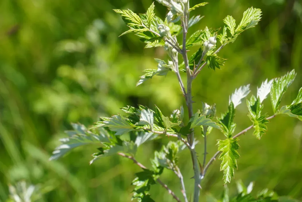 Silver Bramble