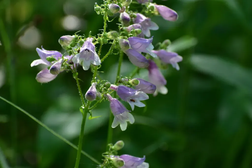 Calico Beardtongue