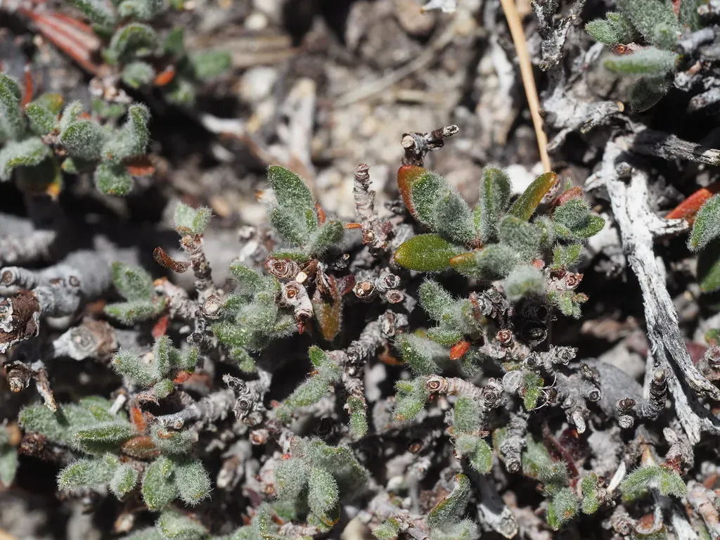 Paiute Buckwheat