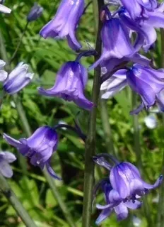 Spanish Bluebell