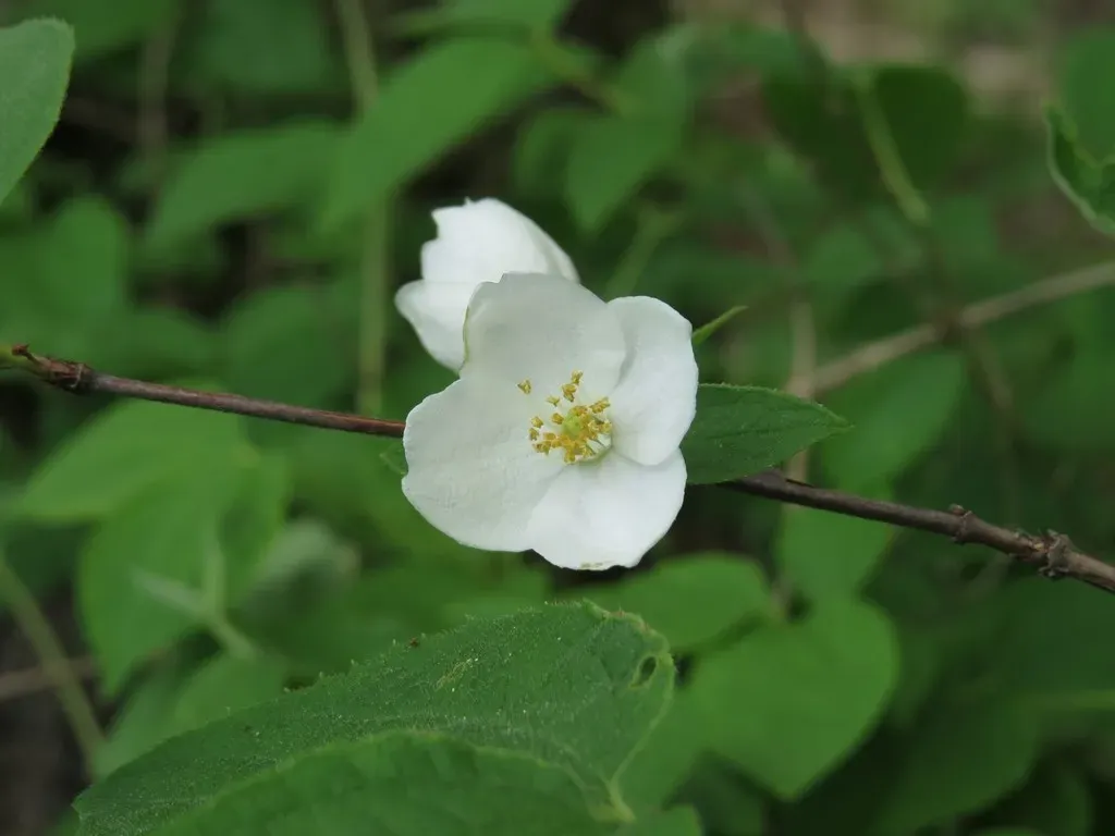 Hairy Mock-orange