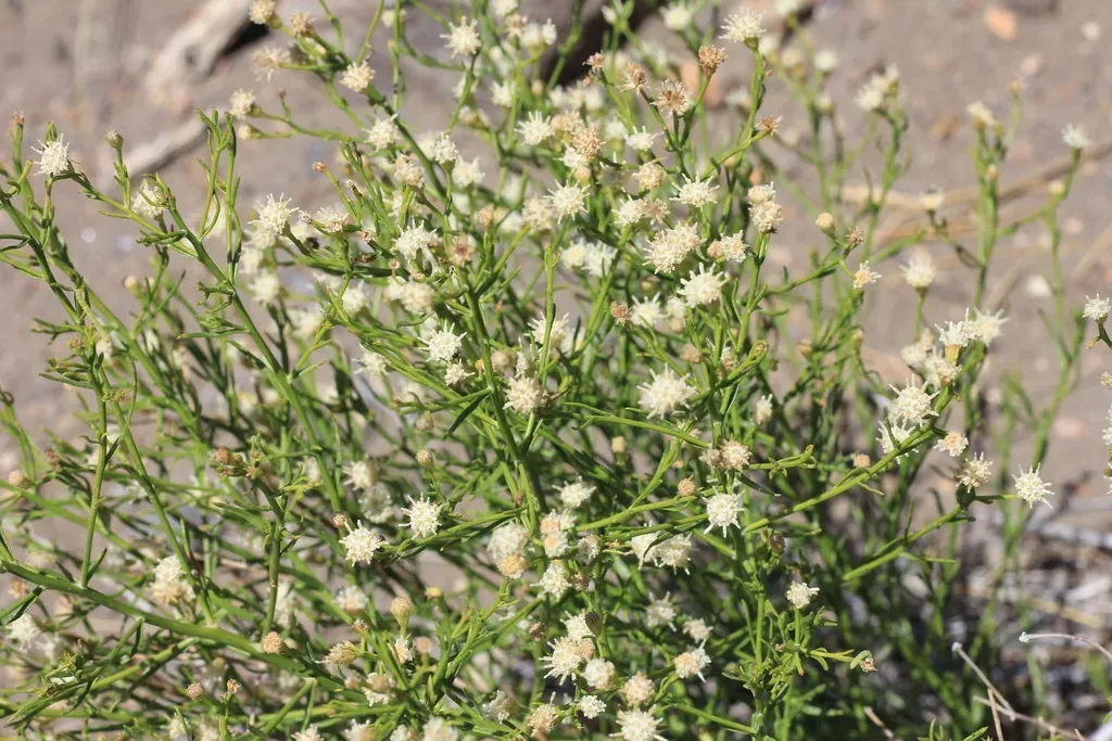 Baccharis Darwinii