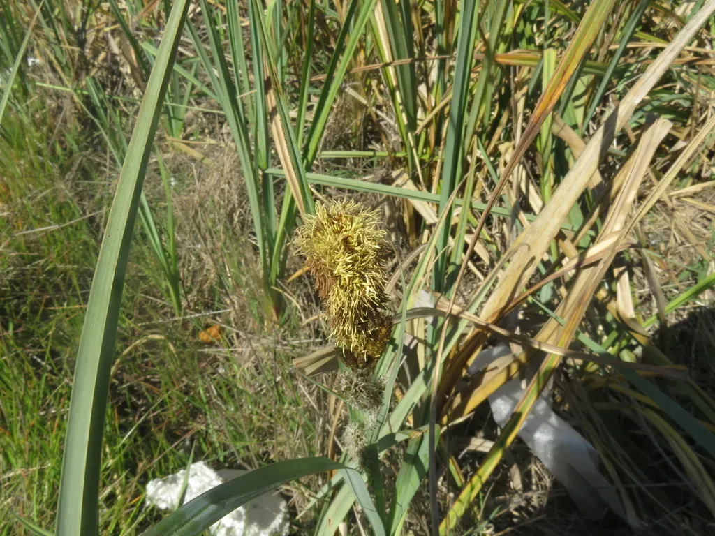 Carex Chilensis