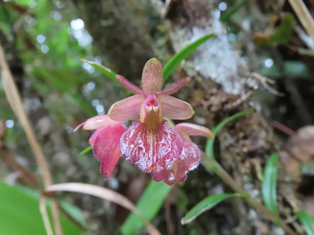 Epidendrum Cleistocoleum