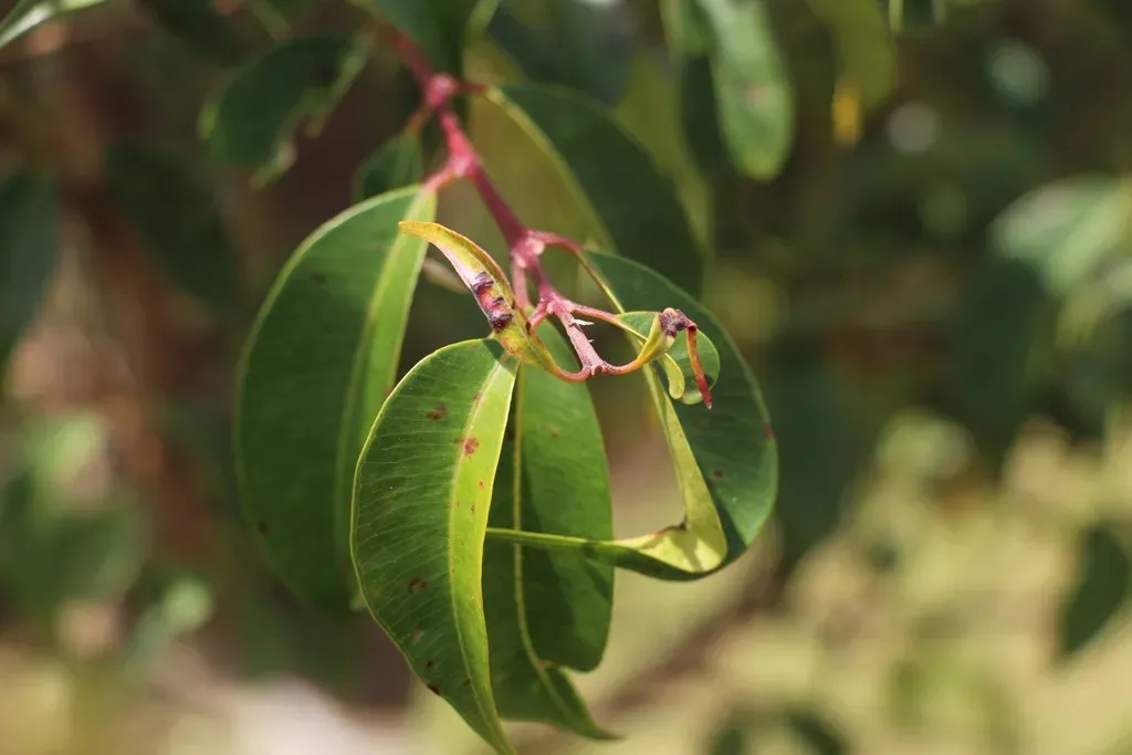 Calycolpus Moritzianus