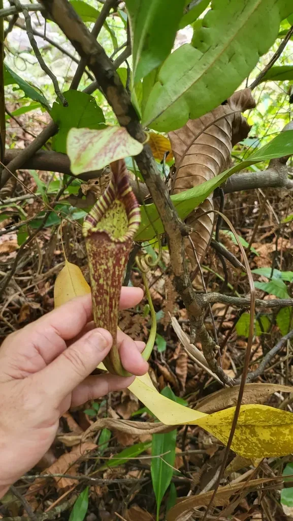 Raffles' Pitcher Plant