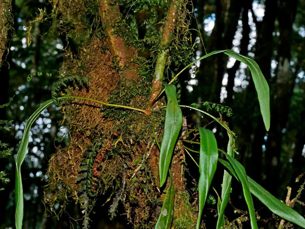 Elaphoglossum Marginatum