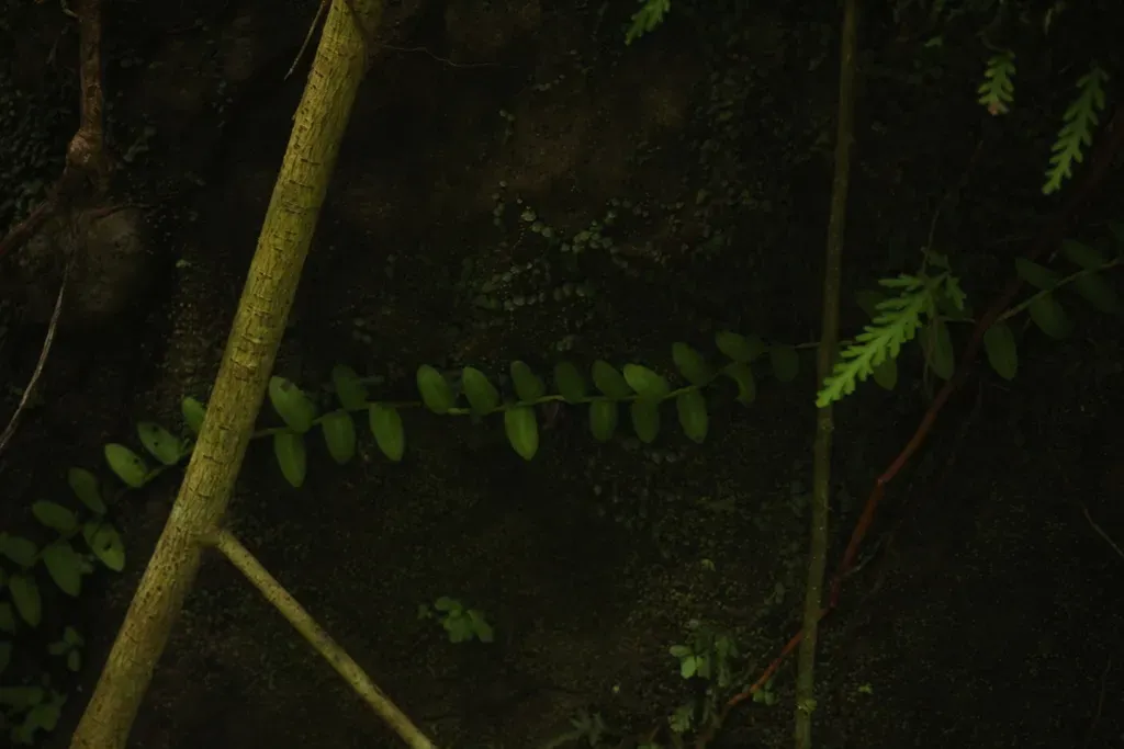 Marcgravia Umbellata