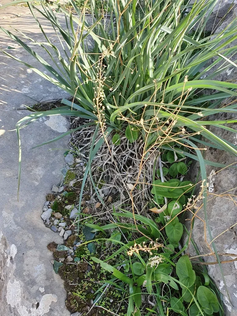 Prospero Obtusifolium