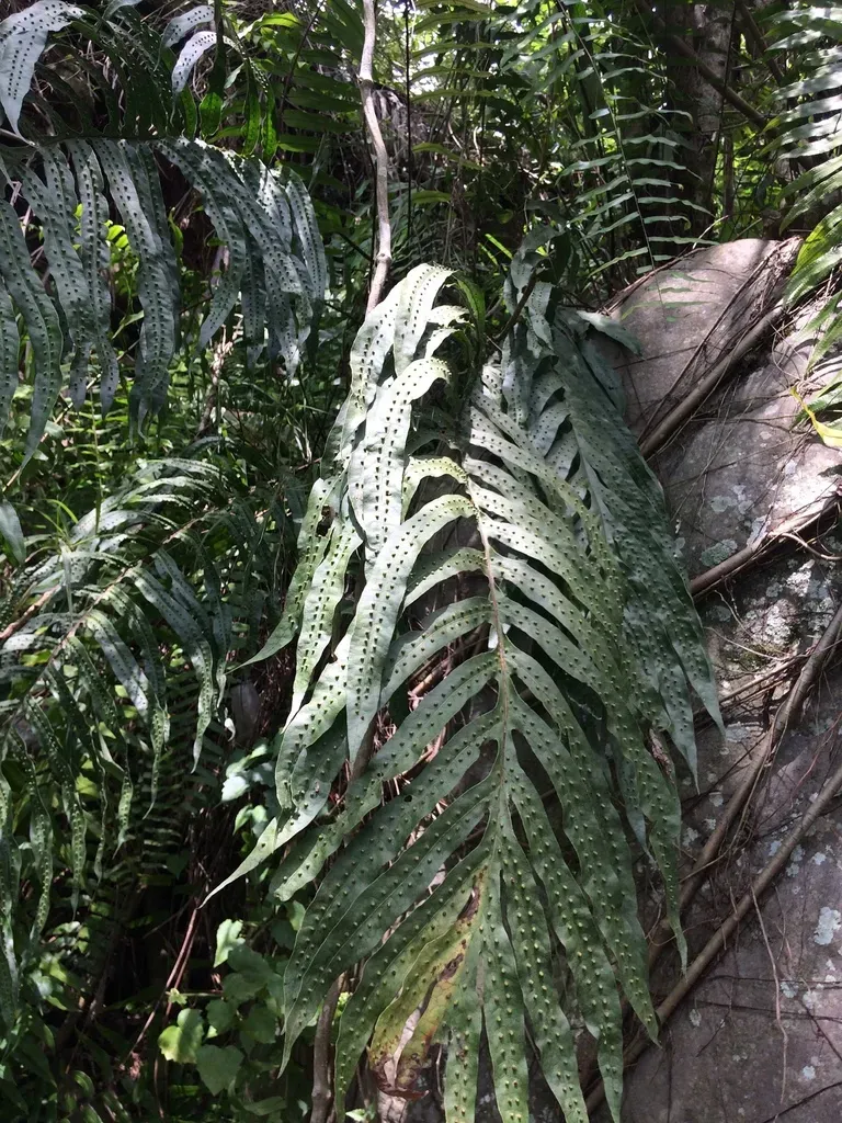 Microsorum Membranifolium